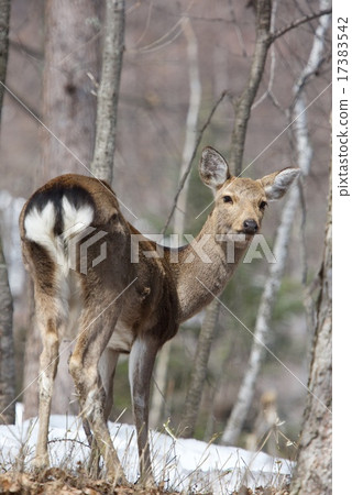 Deer 17383542
