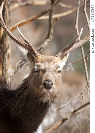Deer Deer 17383545