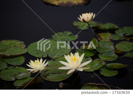 Water lily 17383630