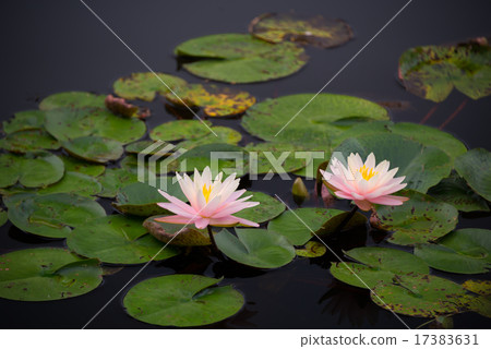 Water lily 17383631