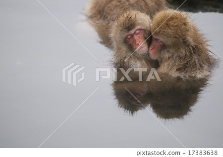 一隻猴子 一隻猴子 17383638