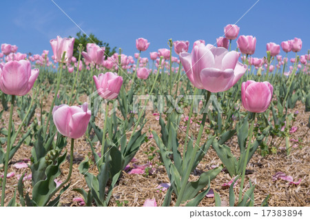 Hanafu Memorial Park Tsurumi Greenland, Tulip Field of Windmill Hill 17383894