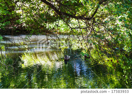 ducks in small forest pond in summer ducks in small forest pond in summer 17383933
