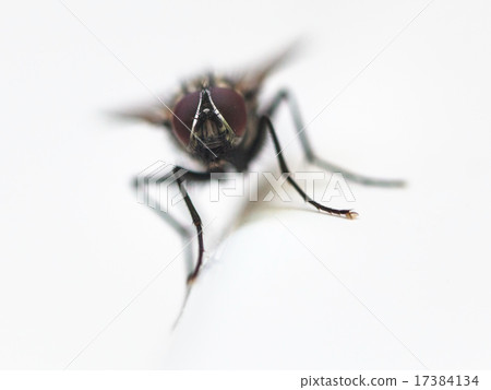 front view of fly close up on white front view of fly close up on white 17384134