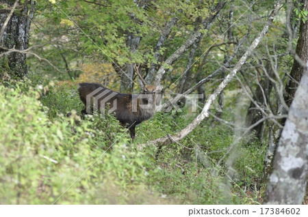 丹澤鹿 丹澤鹿 17384602