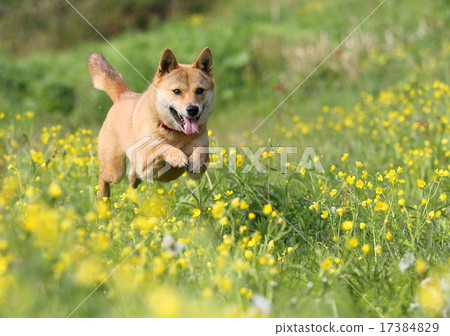 Flying dogs 17384829