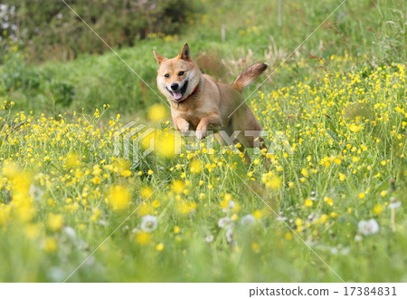 打狗 17384831