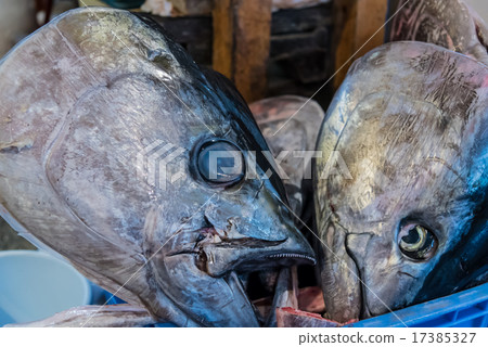 金槍魚的頭 17385327