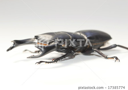 White-tailed okuwagata white background White-tailed okuwagata white background 17385774
