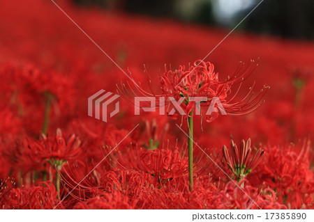 A cluster amaryllis of Hidenori 17385890