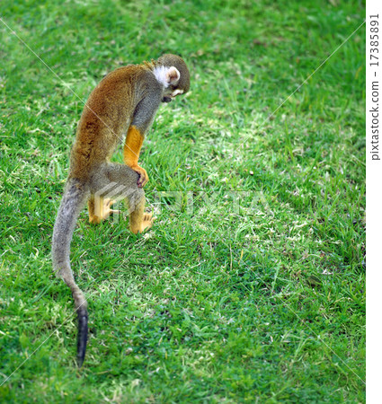 Little monkey searching for something in the grass 17385891