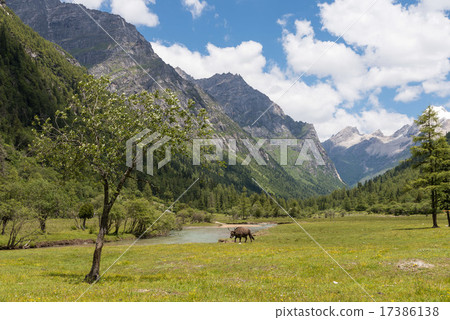 Four mothers' girl mountain wood screws 17386138