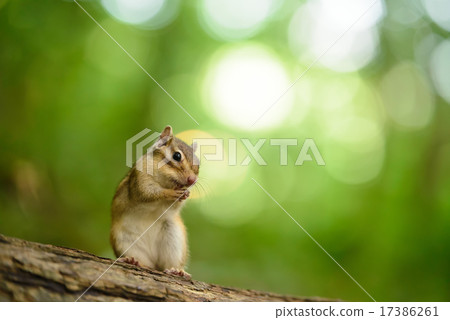 野生蝦夷花栗鼠 野生蝦夷花栗鼠 17386261