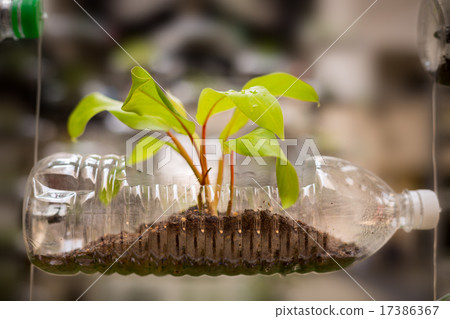 Empty plastic bottle as a container for plant 17386367