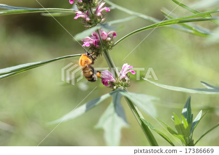 Mekong and bees Mekong and bees 17386669