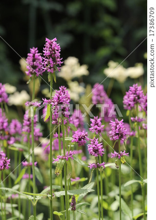 Cuckoo Chorogi 17386709