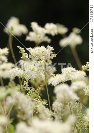 Seiyo Natsuyukishou 17386715