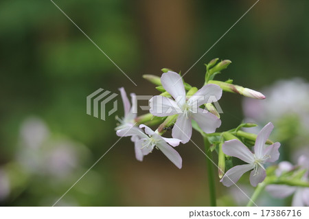 Sanctuary Sanctuary 17386716