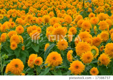 Sunflower field 17386737