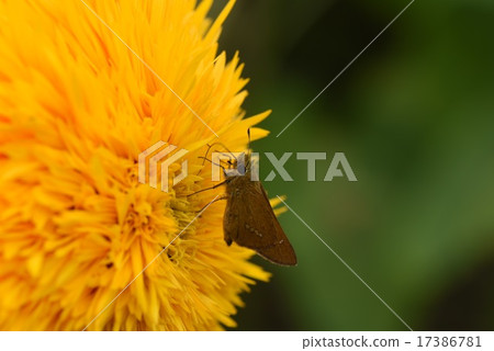 Ichimon dieselis和Yae向日葵 Ichimon dieselis和Yae向日葵 17386781