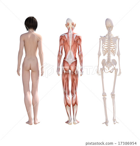 Human specimen muscle skeleton real 3DCG illustration material 17386954