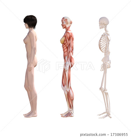 Human specimen muscle skeleton real 3DCG illustration material Human specimen muscle skeleton real 3DCG illustration material 17386955