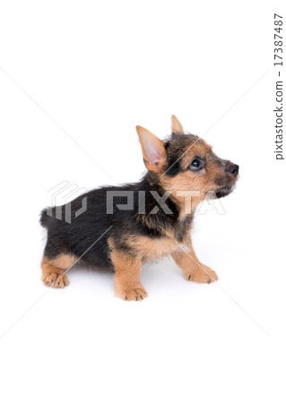 Norwich terrier puppy 17387487