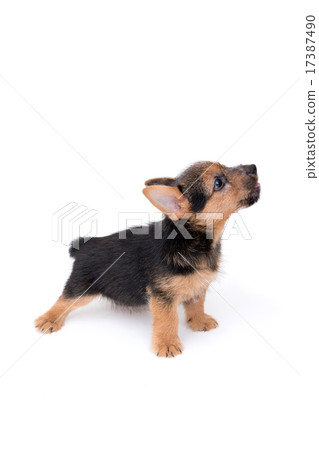 Norwich terrier puppy 17387490