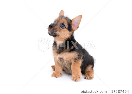 Norwich terrier puppy Norwich terrier puppy 17387494