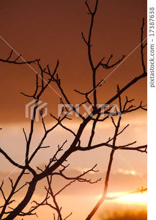 Bare trees Bare trees 17387638