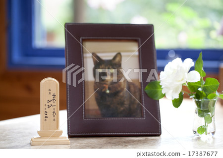 Pet loss Pet loss 17387677