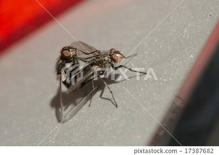 Flies mating 17387682
