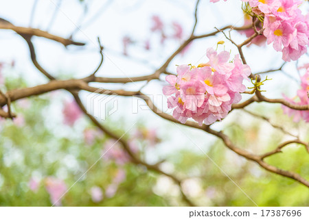 Pink Trumpet flower Pink Trumpet flower 17387696