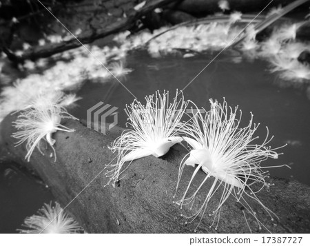 分崩離析 17387727