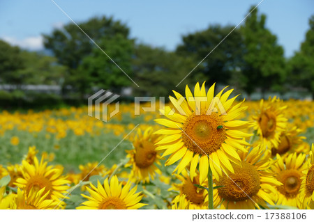 Zama Sunflower 17388106