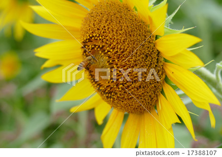 Zama Sunflower 17388107