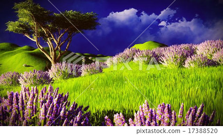 Lavender fields 17388520