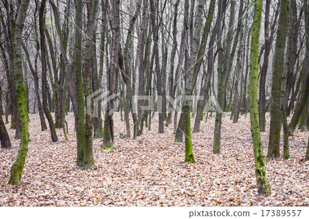 Leafless forest with moss-grown tree trunks 17389557