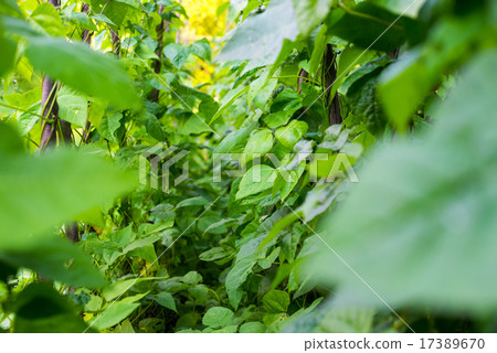 Growing the beans (Phaseolus vulgaris) Growing the beans (Phaseolus vulgaris) 17389670
