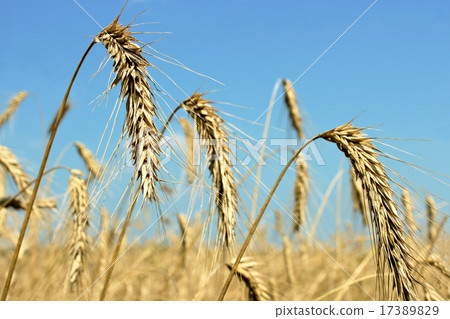 Ears of wheat 17389829