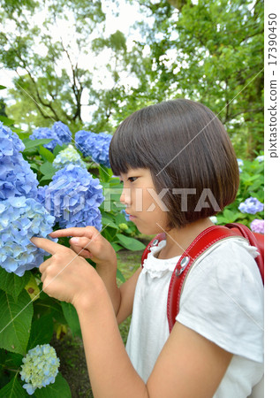 Hydrangea and primary school girls (rainy season) Hydrangea and primary school girls (rainy season) 17390450