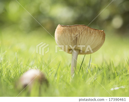 生長在草坪的大蘑菇 17390461