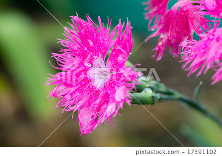 坎皮恩 坎皮恩 17391102