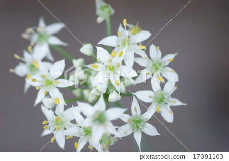 從頂部看到的尼拉花 17391103