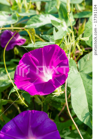 喇叭花 喇叭花 17391104