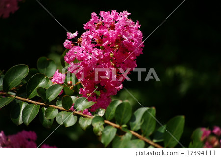 紫薇花（Sireukuriri） 17394111