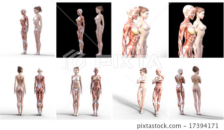 Nude female and muscle specimen perming3DCG illustration material 17394171