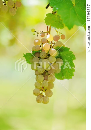 Wine grapes Wine grapes 17394837