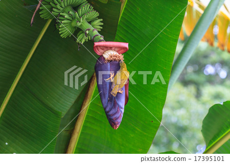 Streaked Spiderhunter bird 17395101