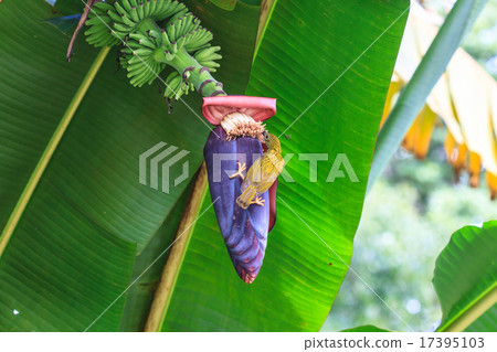 Streaked Spiderhunter bird 17395103